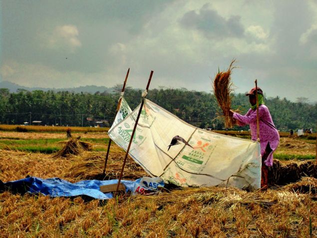 Panen Raya Warga Desa Babakan-Pangandaran