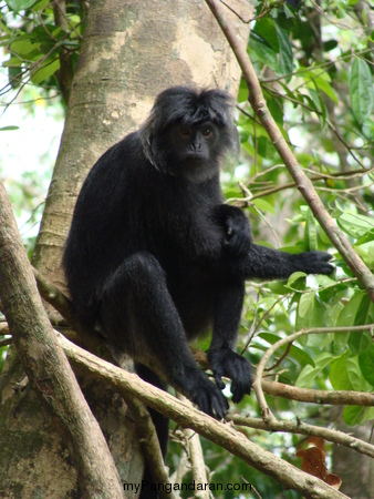 Flora dan Fauna TWA Pangandaran