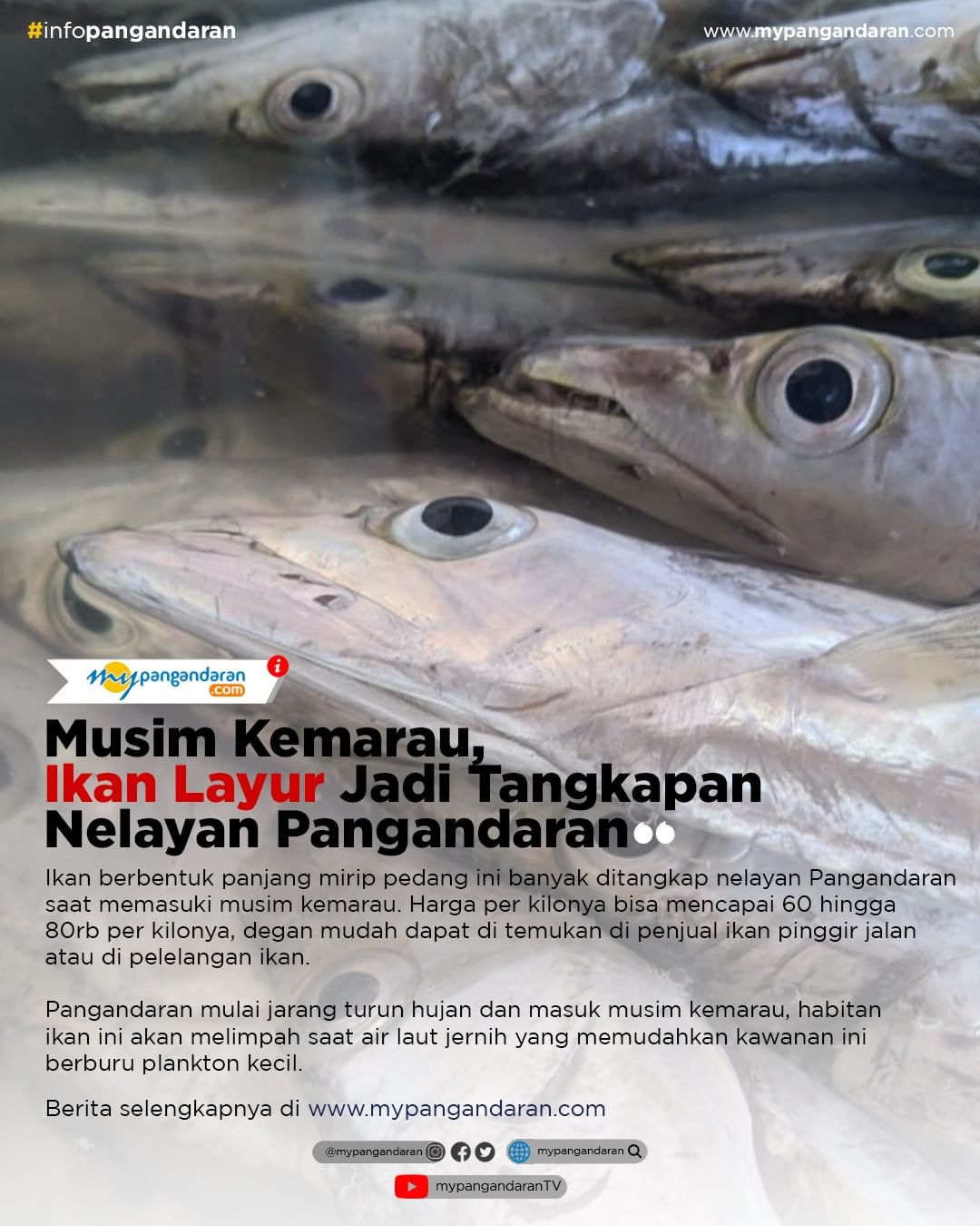 Musim Kemarau, Ikan Layur Jadi 