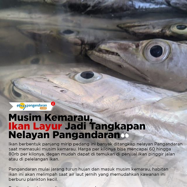 Musim Kemarau, Ikan Layur Jadi Tangkapan Nelayan Pangandaran
==
Ikan berbentuk panjang mirip pedang ini banyak ditangkap nelayan Pangandaran
saat memasuki musim kemarau. ...