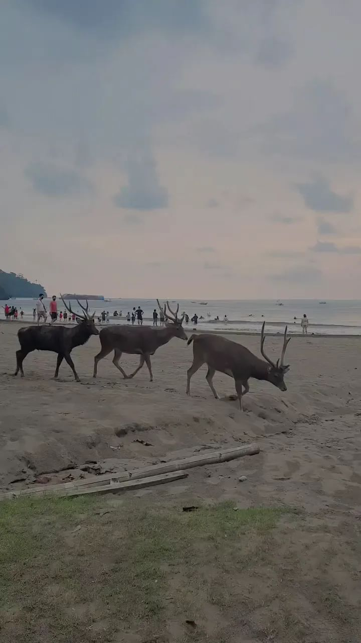 Ada yang tau gak cara manggil Rusa?
Praktekin langsung bilang 