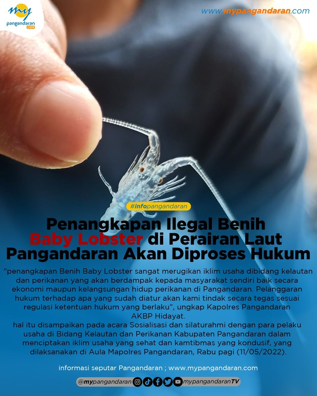 Penangkapan Ilegal Benih Baby Lobster 