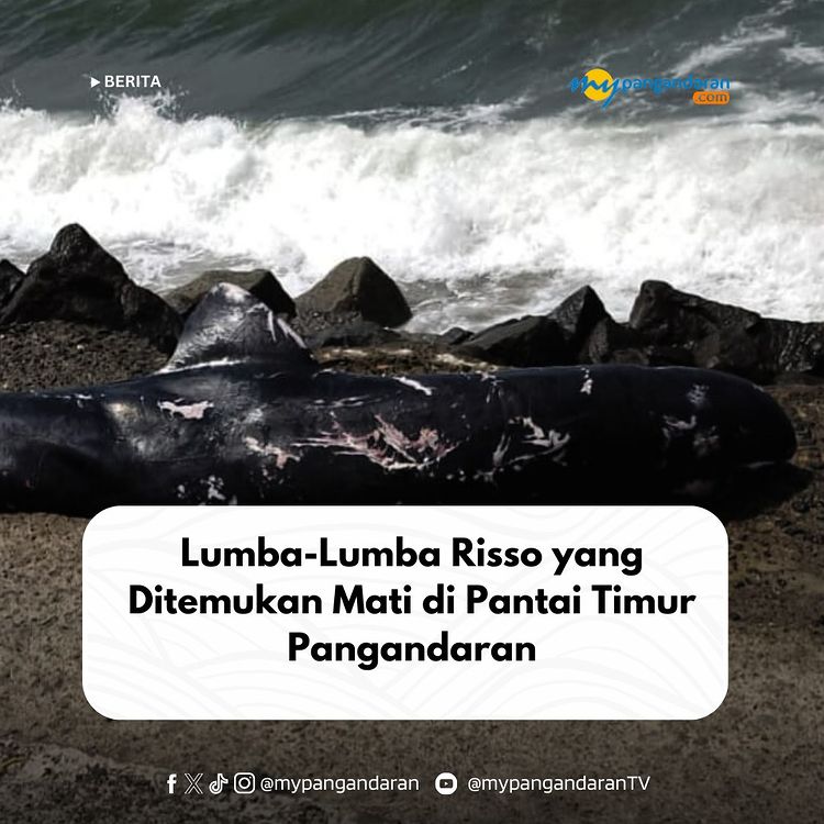 Pihak BKSDA segera datang ke lokasi dan mengevakuasi bangkai lumba-lumba.           ...