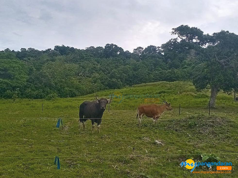 Potret Banteng Jawa di Lapang Banteng Taman Wisata Cagar Alam