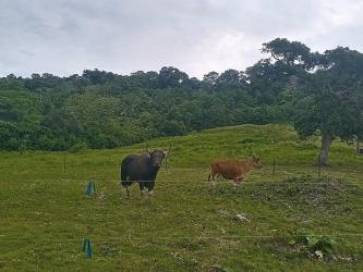 Potret Banteng Jawa di Lapang Banteng Taman Wisata Cagar Alam