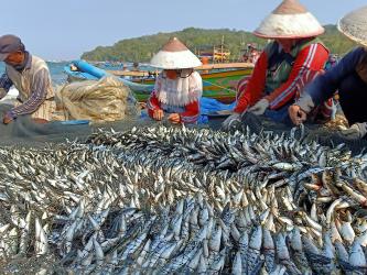 Potret Nelayan Jaring Ered Pangandaran Panen Ikan 