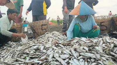 Potret Nelayan Jaring Ered Pantai Batu Hiu Pangandaran Dapat Hasil Melimpah 