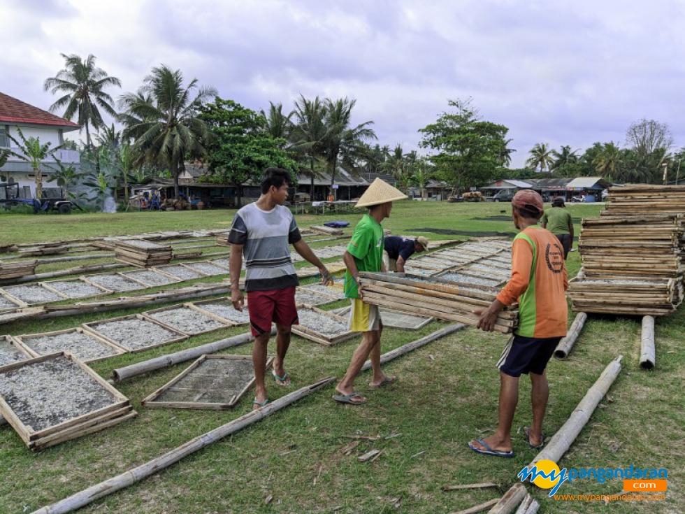 Potret Pengrajin Ikan Asin Teri Rebus Pangandaran 