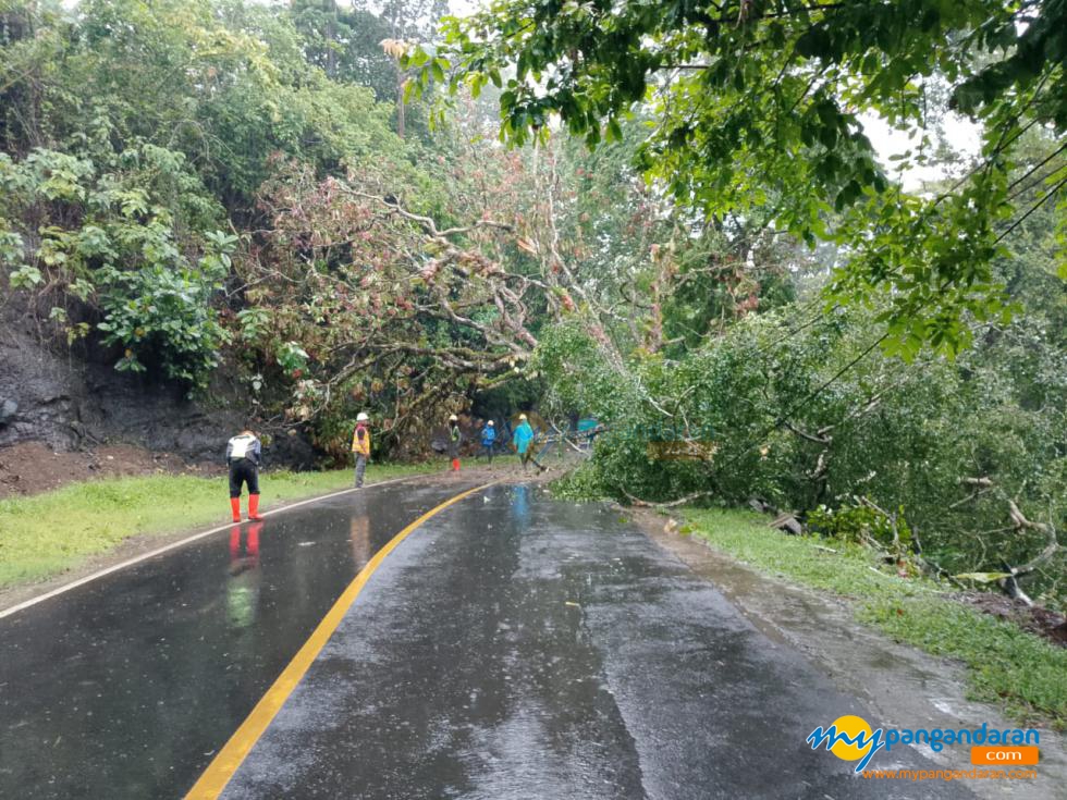 Potret Pohon Tumbang di Jalan Raya Emplak Pangandaran